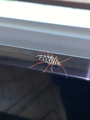 Placosternus erythropus