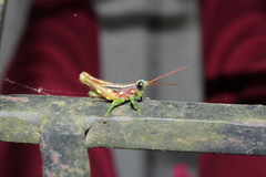 Syntomacris guttulosa