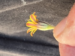 Dyssodia tagetiflora