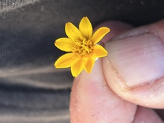 Dyssodia tagetiflora