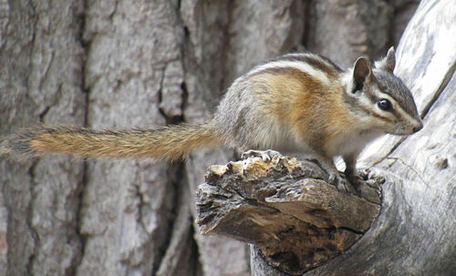 Crater Chipmunk (Neotamias cratericus), a lookalike recorded in Idaho