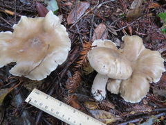 Clitocybe nebularis
