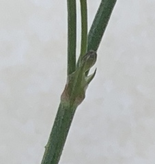 Caesia parviflora minor