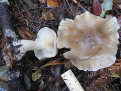 Clitocybe nebularis