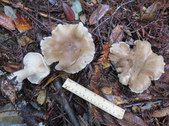 Clitocybe nebularis