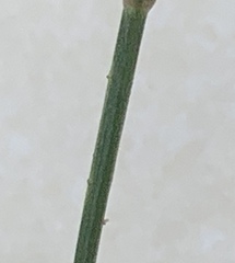 Caesia parviflora minor
