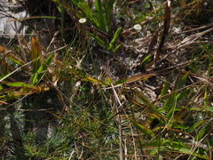 Syngonanthus flavidulus