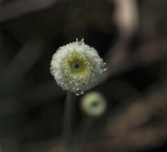 Syngonanthus flavidulus