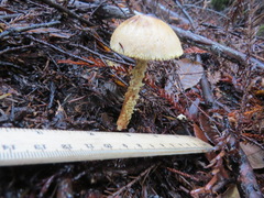 Lepiota magnispora