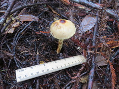 Lepiota magnispora