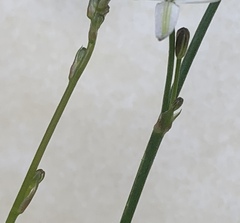 Caesia parviflora minor