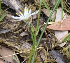 Caesia parviflora minor