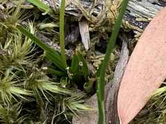 Caesia parviflora minor