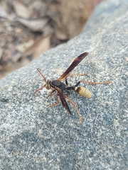 Mischocyttarus navajo