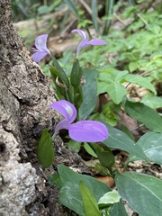 Dicliptera tinctoria