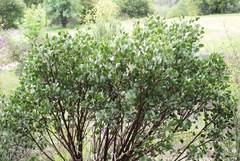 Arctostaphylos patula