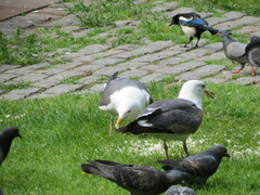 Larus fuscus