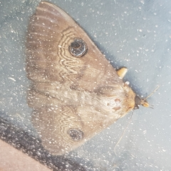 Dasypodia selenophora