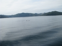 Sagmatias obscurus