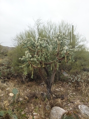 Cylindropuntia fulgida