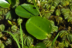 Hydrocleys nymphoides