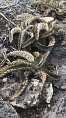 Kalanchoe daigremontiana