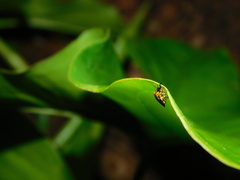Gasteracantha diadesmia