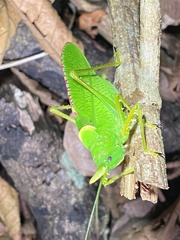 Copiphora rhinoceros