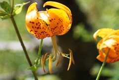 Lilium humboldtii