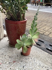 Kalanchoe luciae