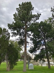 Pinus ponderosa
