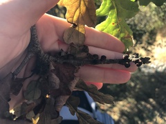 Disholcaspis mellifica