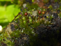 Physcomitrium sphaericum