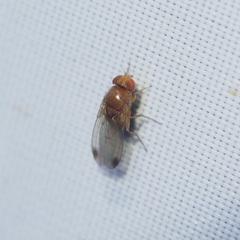 Drosophila melanogaster