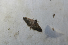 Spilomelinae