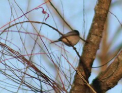 Poecile carolinensis