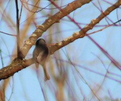 Poecile carolinensis