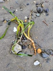 Zosteraceae