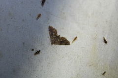 Elophila obliteralis