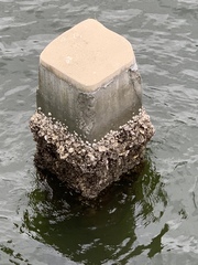 Amphibalanus improvisus