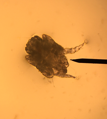 Otodectes cynotis
