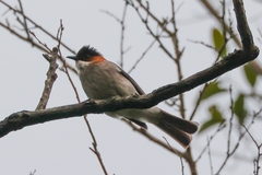 Hemixos castanonotus