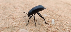Blaps lusitanica