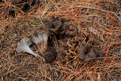Craterellus dubius