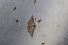 Banisia