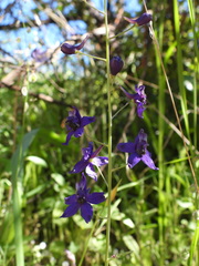 Delphinium patens