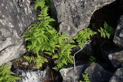 Gymnocarpium jessoense