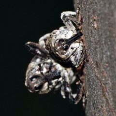 Eutyrhinus meditabundus