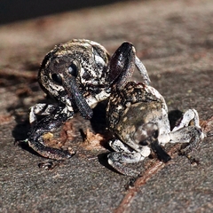 Eutyrhinus meditabundus