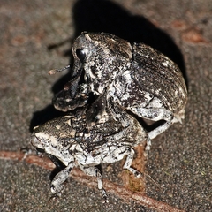 Eutyrhinus meditabundus